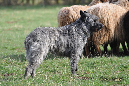 Bouvier des Ardennes / Bild 137 von 165 / 23.03.2014 10:24 / DSC_8192.JPG