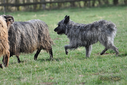 Bouvier des Ardennes / Bild 136 von 165 / 23.03.2014 10:24 / DSC_8205.JPG