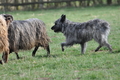 Bouvier des Ardennes / Bild 136 von 165 / 23.03.2014 10:24 / DSC_8205.JPG