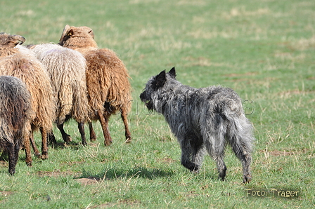 Bouvier des Ardennes / Bild 134 von 165 / 23.03.2014 10:27 / DSC_8241.JPG