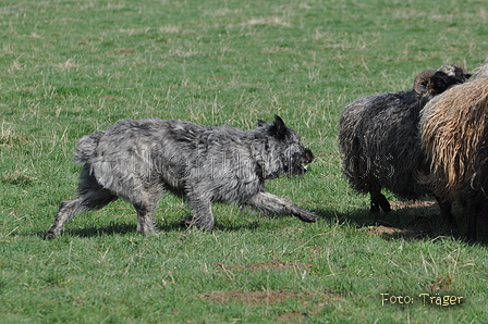 Bouvier des Ardennes / Bild 133 von 165 / 23.03.2014 10:31 / DSC_8284.JPG