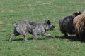 Bouvier des Ardennes / Bild 133 von 165 / 23.03.2014 10:31 / DSC_8284.JPG