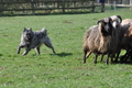 Bouvier des Ardennes / Bild 132 von 165 / 23.03.2014 10:45 / DSC_8524.JPG