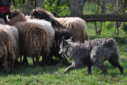 Bouvier des Ardennes / Bild 131 von 165 / 23.03.2014 10:55 / DSC_8576.JPG