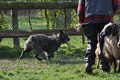 Bouvier des Ardennes / Bild 130 von 165 / 23.03.2014 10:55 / DSC_8579.JPG