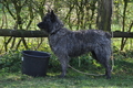 Bouvier des Ardennes / Bild 129 von 165 / 23.03.2014 10:57 / DSC_8582.JPG