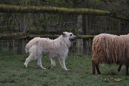 Bouvier des Ardennes / Bild 128 von 165 / 23.03.2014 11:02 / DSC_8609.JPG