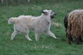 Bouvier des Ardennes / Bild 126 von 165 / 23.03.2014 11:03 / DSC_8638.JPG