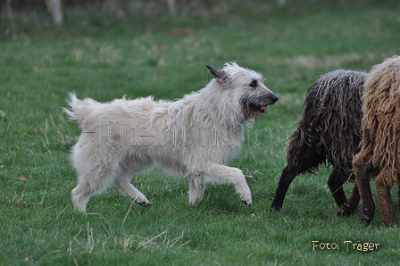 Bouvier des Ardennes / Bild 125 von 165 / 23.03.2014 11:03 / DSC_8639.JPG