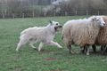 Bouvier des Ardennes / Bild 116 von 165 / 23.03.2014 11:08 / DSC_8812.JPG