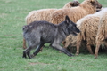 Bouvier des Ardennes / Bild 110 von 165 / 23.03.2014 11:20 / DSC_8977.JPG