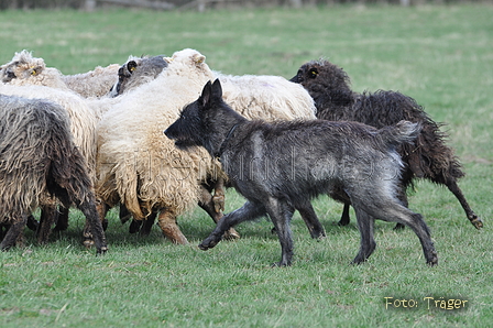 Bouvier des Ardennes / Bild 107 von 165 / 23.03.2014 11:20 / DSC_8989.JPG