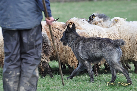 Bouvier des Ardennes / Bild 106 von 165 / 23.03.2014 11:20 / DSC_8992.JPG