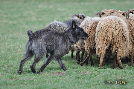 Bouvier des Ardennes / Bild 104 von 165 / 23.03.2014 11:20 / DSC_8997.JPG