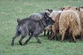 Bouvier des Ardennes / Bild 104 von 165 / 23.03.2014 11:20 / DSC_8997.JPG