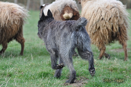 Bouvier des Ardennes / Bild 101 von 165 / 23.03.2014 11:21 / DSC_9028.JPG