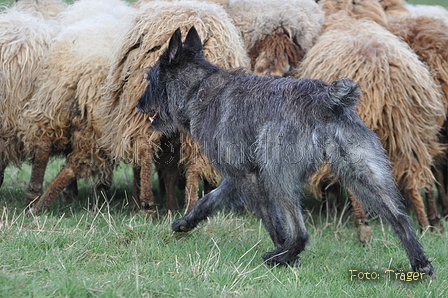 Bouvier des Ardennes / Bild 100 von 165 / 23.03.2014 11:22 / DSC_9049.JPG