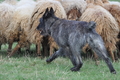 Bouvier des Ardennes / Bild 100 von 165 / 23.03.2014 11:22 / DSC_9049.JPG