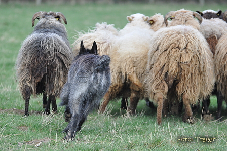 Bouvier des Ardennes / Bild 99 von 165 / 23.03.2014 11:22 / DSC_9052.JPG