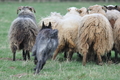 Bouvier des Ardennes / Bild 99 von 165 / 23.03.2014 11:22 / DSC_9052.JPG