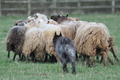 Bouvier des Ardennes / Bild 97 von 165 / 23.03.2014 11:22 / DSC_9062.JPG