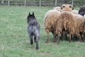 Bouvier des Ardennes / Bild 96 von 165 / 23.03.2014 11:23 / DSC_9092.JPG