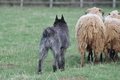 Bouvier des Ardennes / Bild 95 von 165 / 23.03.2014 11:23 / DSC_9093.JPG