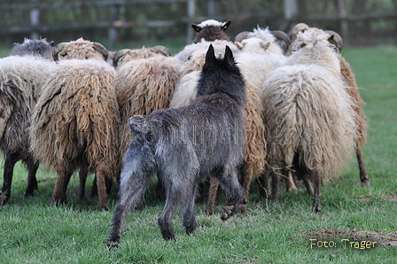 Bouvier des Ardennes / Bild 93 von 165 / 23.03.2014 11:26 / DSC_9127.JPG