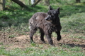 Bouvier des Ardennes / Bild 89 von 165 / 23.03.2014 11:32 / DSC_9188.JPG