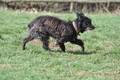 Bouvier des Ardennes / Bild 88 von 165 / 23.03.2014 11:32 / DSC_9195.JPG