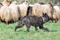 Bouvier des Ardennes / Bild 86 von 165 / 23.03.2014 11:32 / DSC_9202.JPG