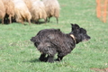 Bouvier des Ardennes / Bild 84 von 165 / 23.03.2014 11:33 / DSC_9220.JPG