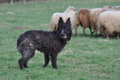 Bouvier des Ardennes / Bild 82 von 165 / 23.03.2014 11:35 / DSC_9227.JPG