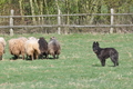 Bouvier des Ardennes / Bild 80 von 165 / 23.03.2014 11:36 / DSC_9254.JPG