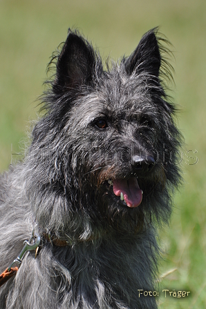 Bouvier des Ardennes / Bild 79 von 165 / 19.07.2014 12:42 / DSC_4034.JPG