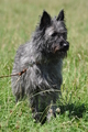 Bouvier des Ardennes / Bild 78 von 165 / 19.07.2014 12:42 / DSC_4036.JPG