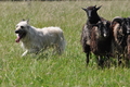 Bouvier des Ardennes / Bild 74 von 165 / 19.07.2014 14:39 / DSC_4187.JPG