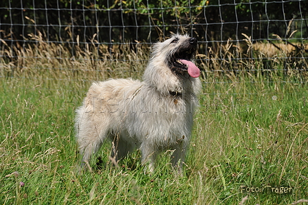 Bouvier des Ardennes / Bild 73 von 165 / 19.07.2014 14:41 / DSC_3960.JPG