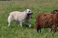 Bouvier des Ardennes / Bild 71 von 165 / 19.07.2014 14:46 / DSC_4315.JPG