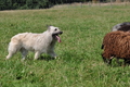 Bouvier des Ardennes / Bild 70 von 165 / 19.07.2014 14:46 / DSC_4326.JPG