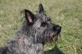 Bouvier des Ardennes / Bild 69 von 165 / 19.07.2014 17:01 / DSC_4343.JPG