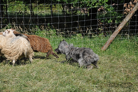 Bouvier des Ardennes / Bild 67 von 165 / 19.07.2014 17:06 / DSC_4394.JPG