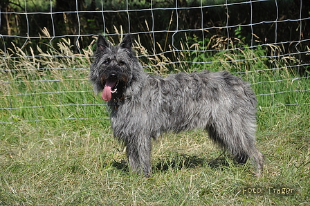 Bouvier des Ardennes / Bild 65 von 165 / 19.07.2014 17:11 / DSC_4425.JPG