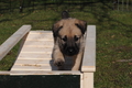 Bouvier des Ardennes / Bild 63 von 165 / 27.02.2016 12:13 / DSC_5390.JPG