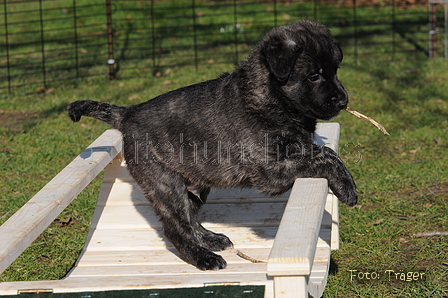 Bouvier des Ardennes / Bild 61 von 165 / 27.02.2016 12:15 / DSC_5408.JPG