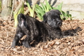 Bouvier des Ardennes / Bild 60 von 165 / 27.02.2016 12:20 / DSC_5495.JPG