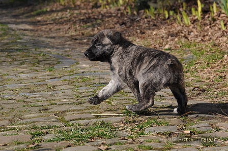 Bouvier des Ardennes / Bild 59 von 165 / 27.02.2016 12:23 / DSC_5532.JPG