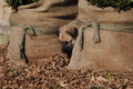 Bouvier des Ardennes / Bild 57 von 165 / 27.02.2016 12:26 / DSC_5588.JPG