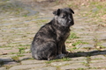 Bouvier des Ardennes / Bild 56 von 165 / 27.02.2016 12:28 / DSC_5634.JPG