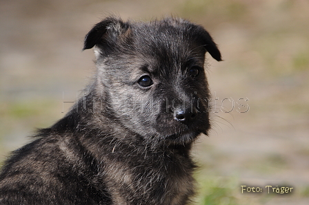 Bouvier des Ardennes / Bild 55 von 165 / 27.02.2016 12:28 / DSC_5637.JPG